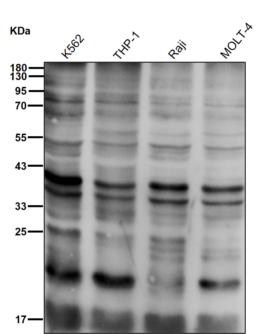 Ubiquitin Ab