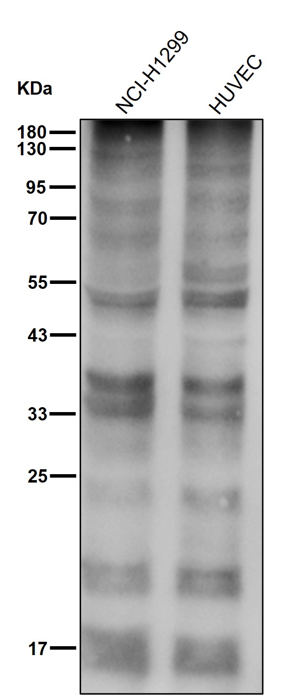 Ubiquitin Ab
