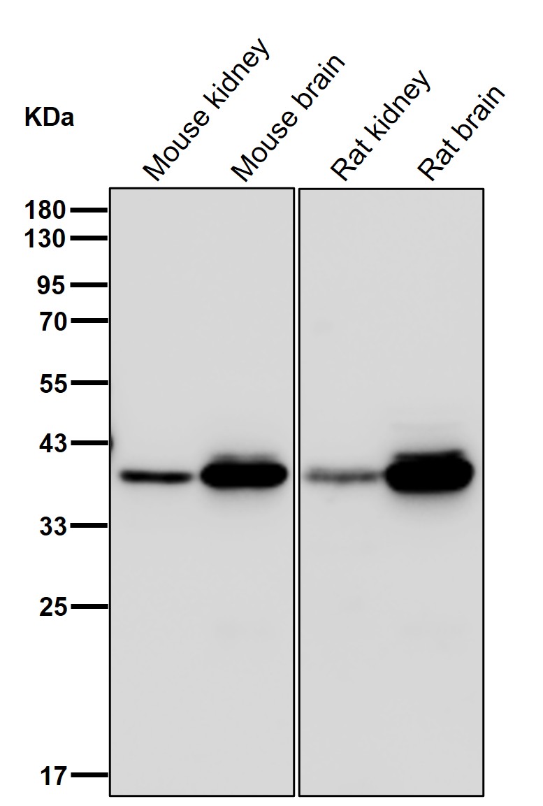 GNAI1 Ab