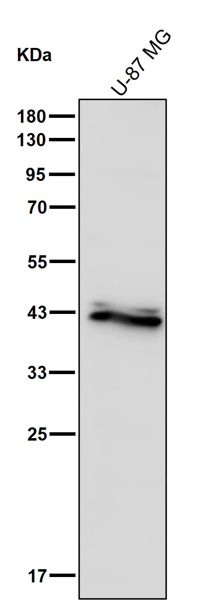 GNAI1 Ab