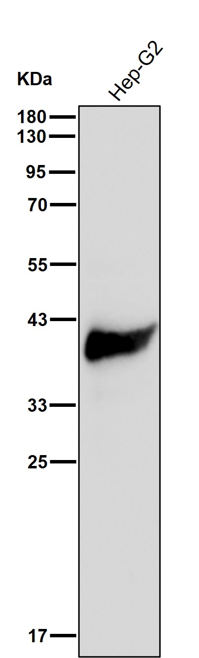 ARG2 Ab