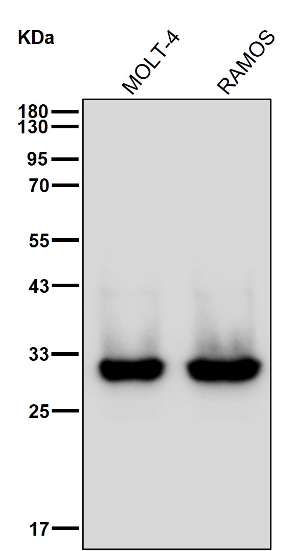 NSMCE1 Ab