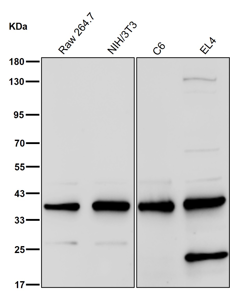 p-GAP43 (S41) Ab