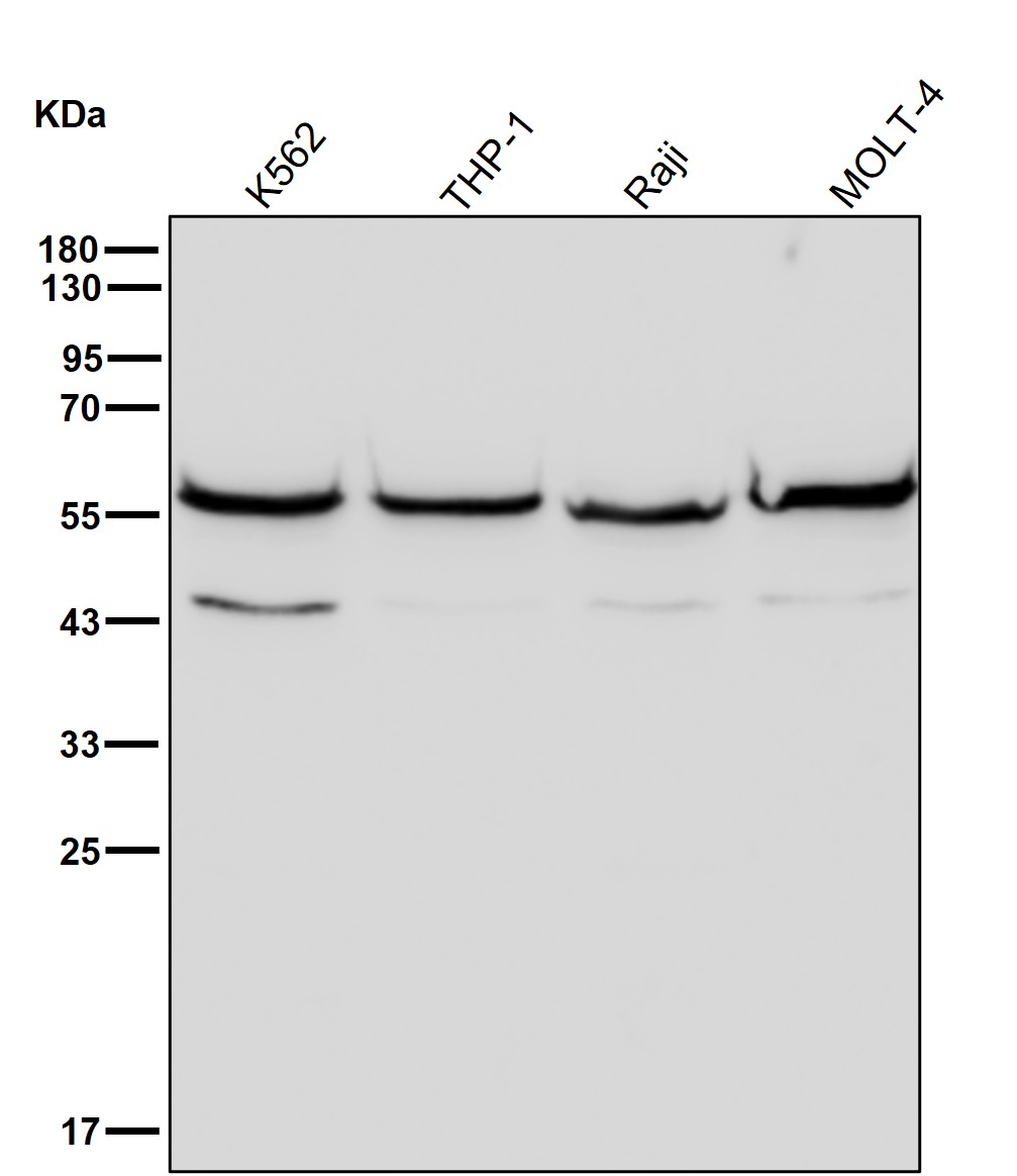Cytokeratin 12 Ab