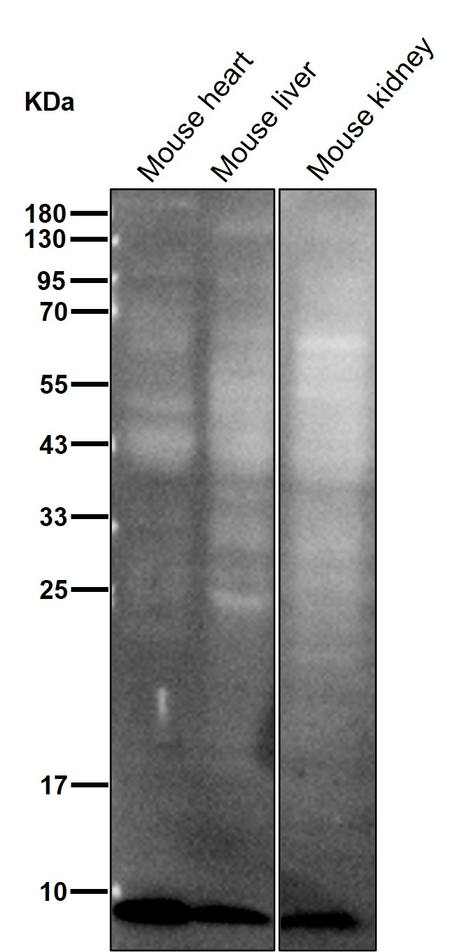 COX7B Ab