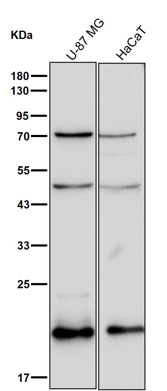 Rab22A Ab
