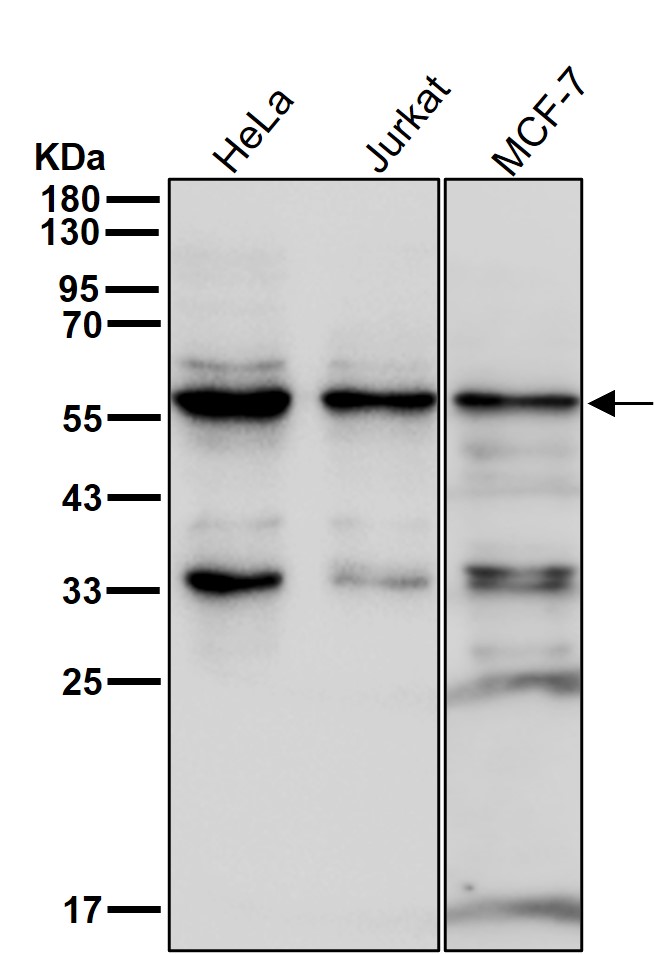 IMP dehydrogenase 1 Ab