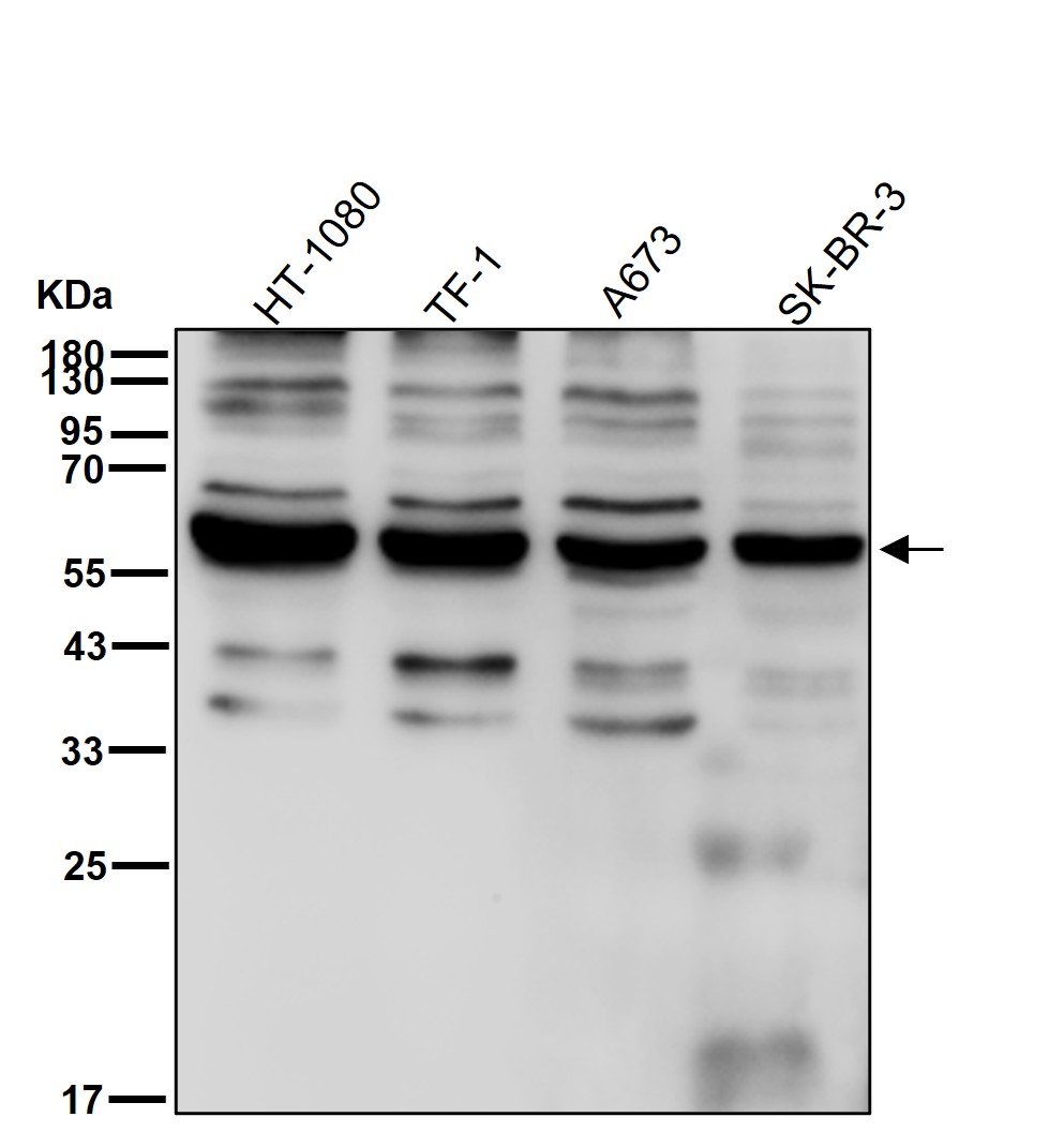 IMP dehydrogenase 1 Ab