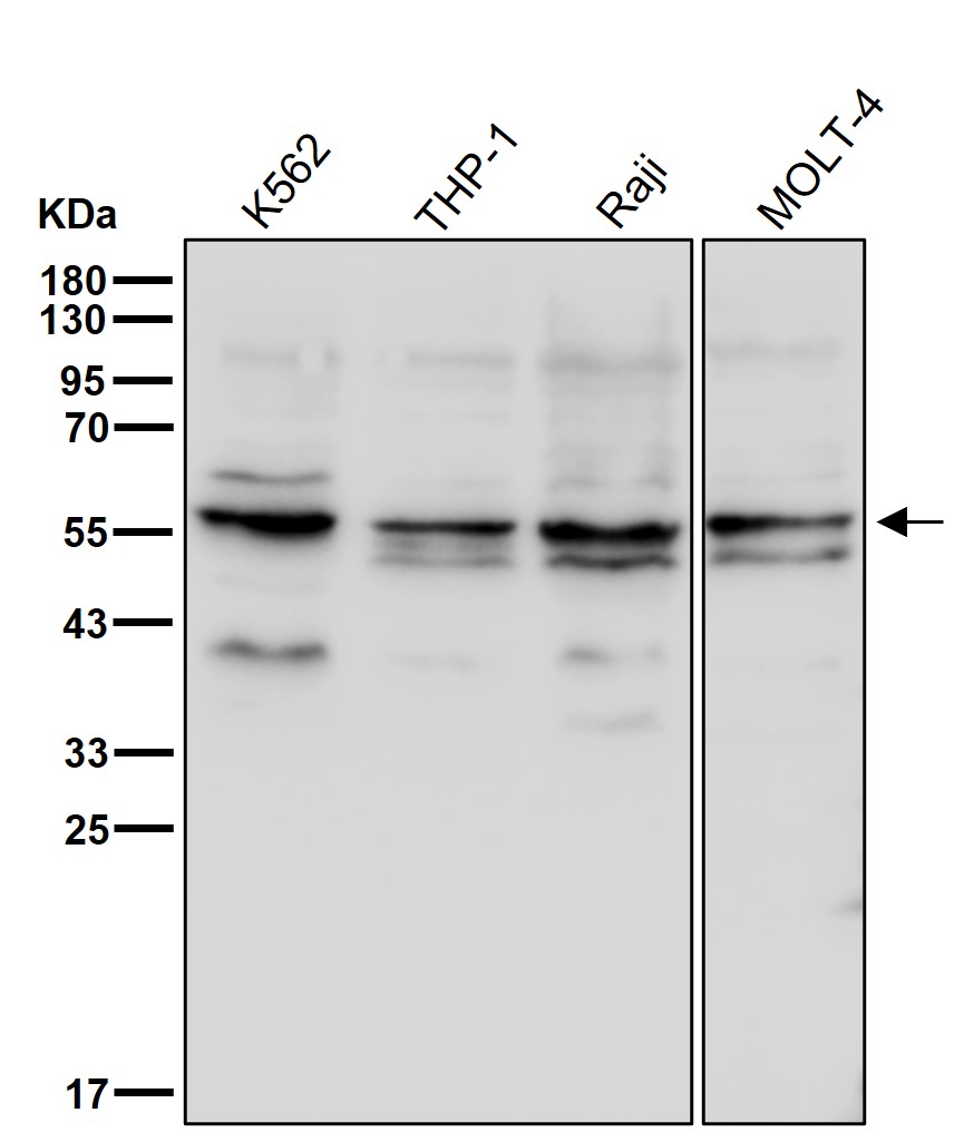 IMP dehydrogenase 1 Ab