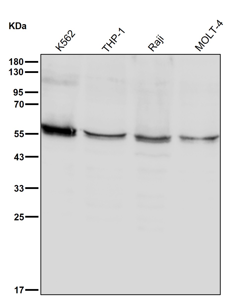 IMP dehydrogenase 1 Ab