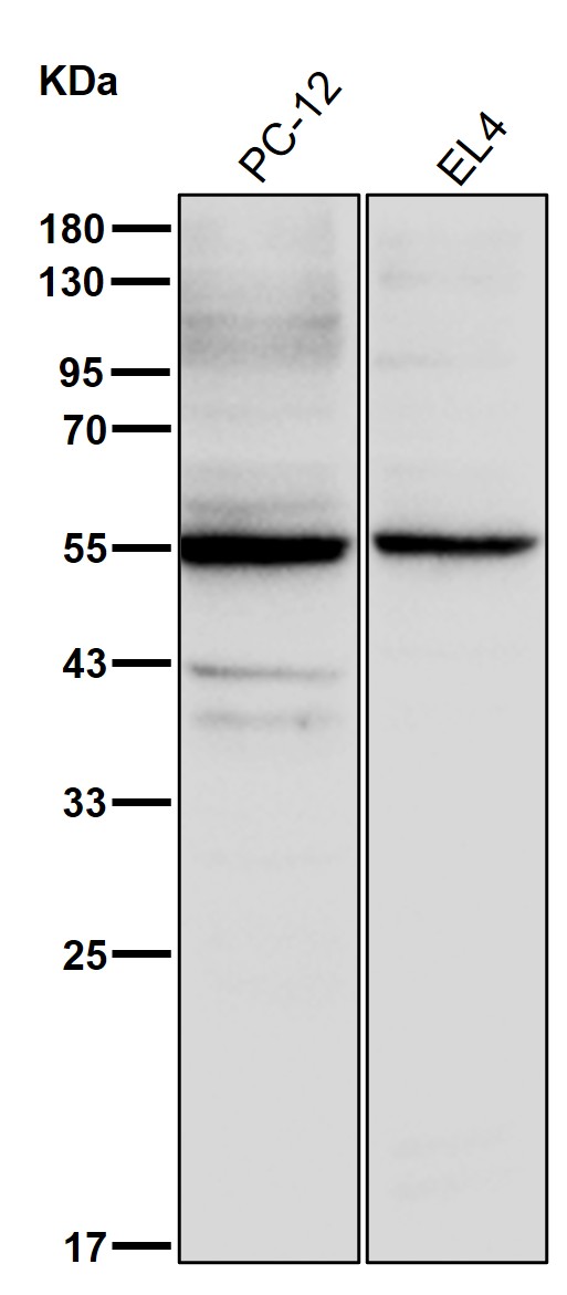 IMP dehydrogenase 1 Ab