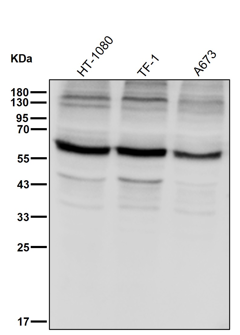 IMP dehydrogenase 1 Ab