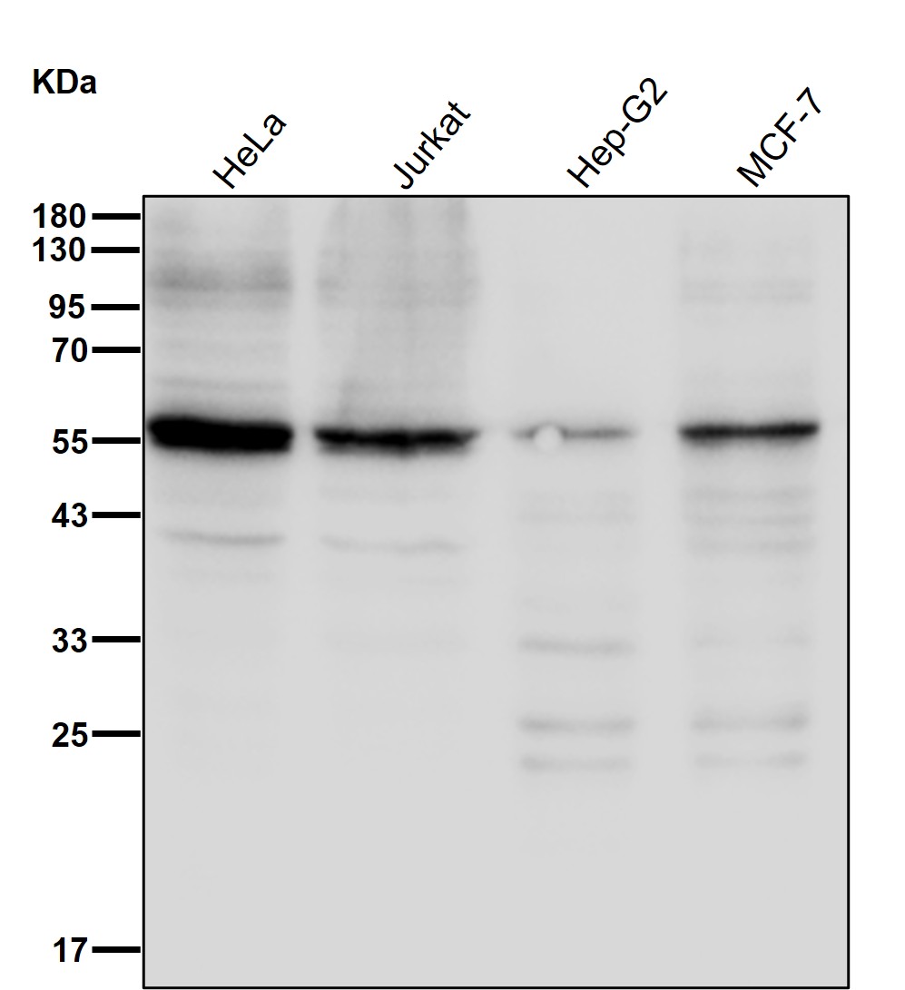 IMP dehydrogenase 1 Ab