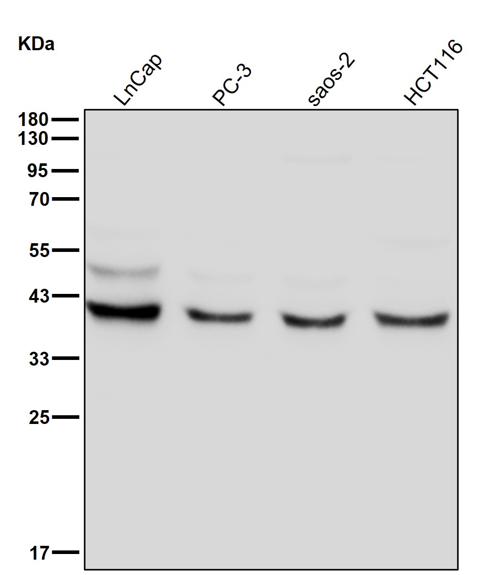 Histone mH2A1 Ab
