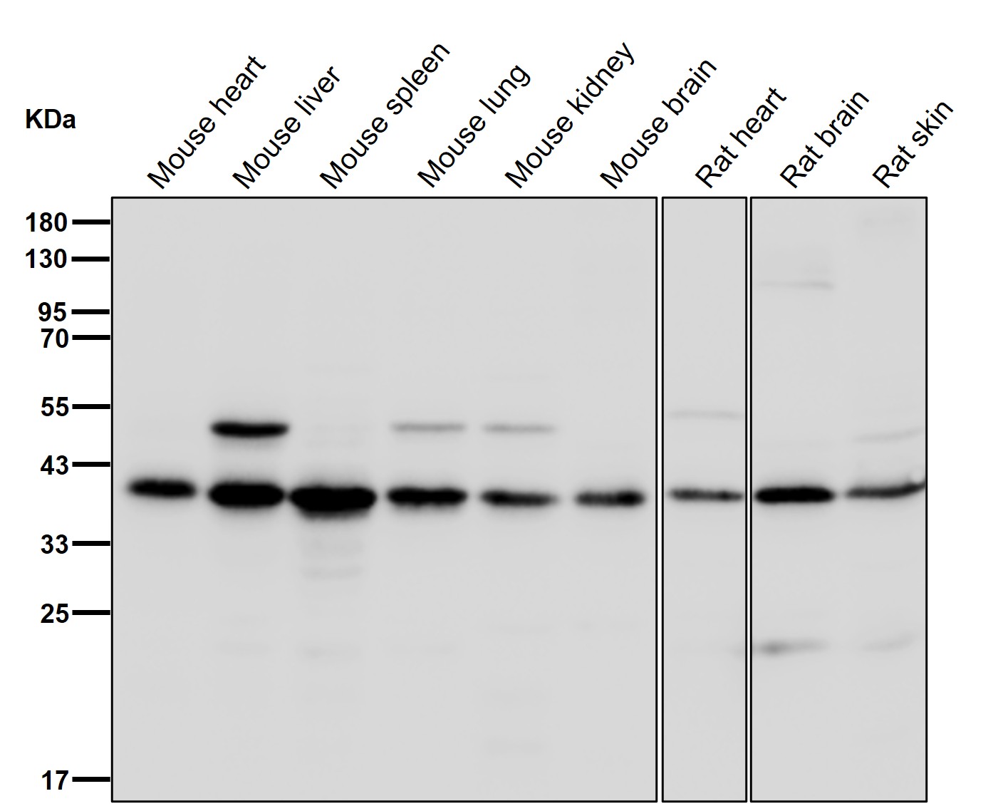 Histone mH2A1 Ab