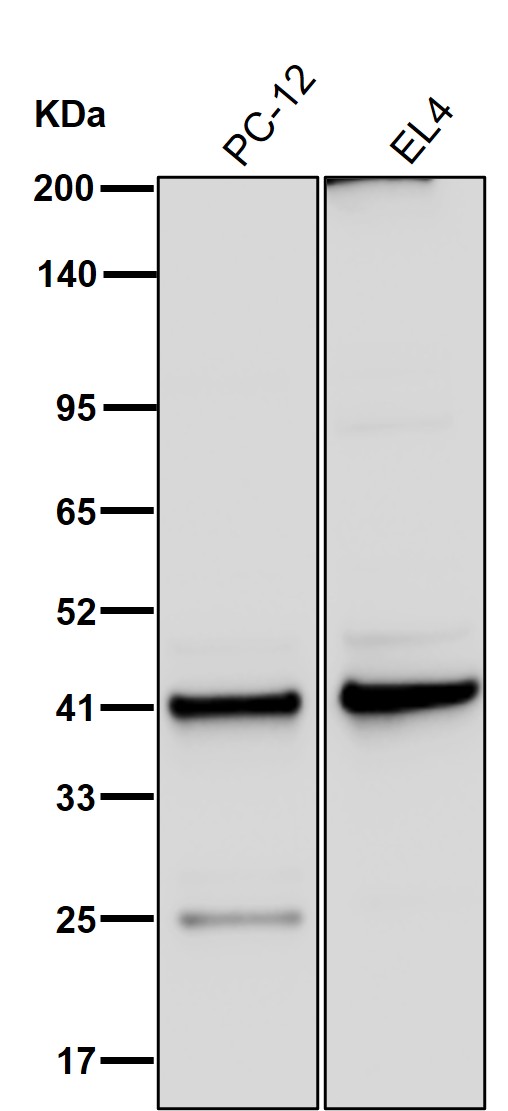 Histone mH2A1 Ab