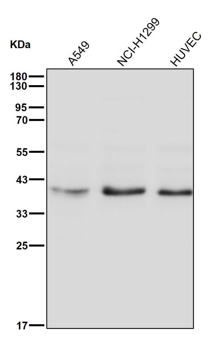 Histone mH2A1 Ab