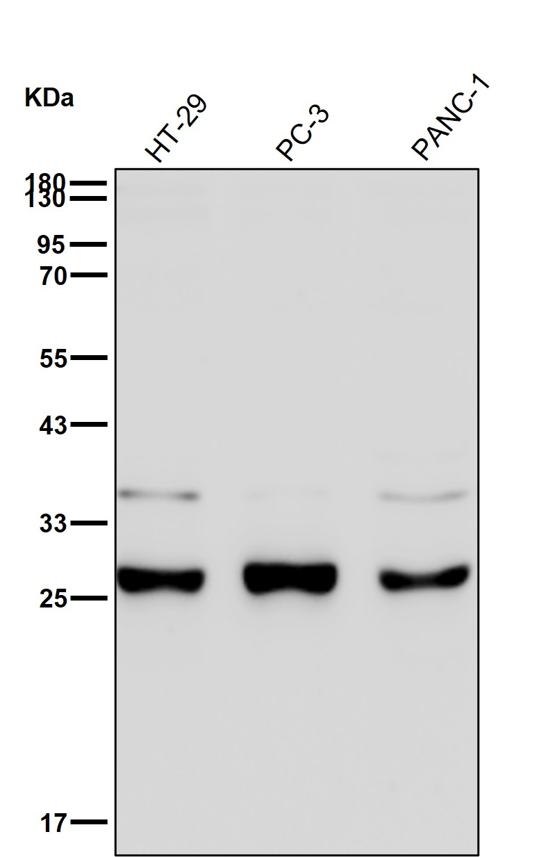 SLD5 Ab