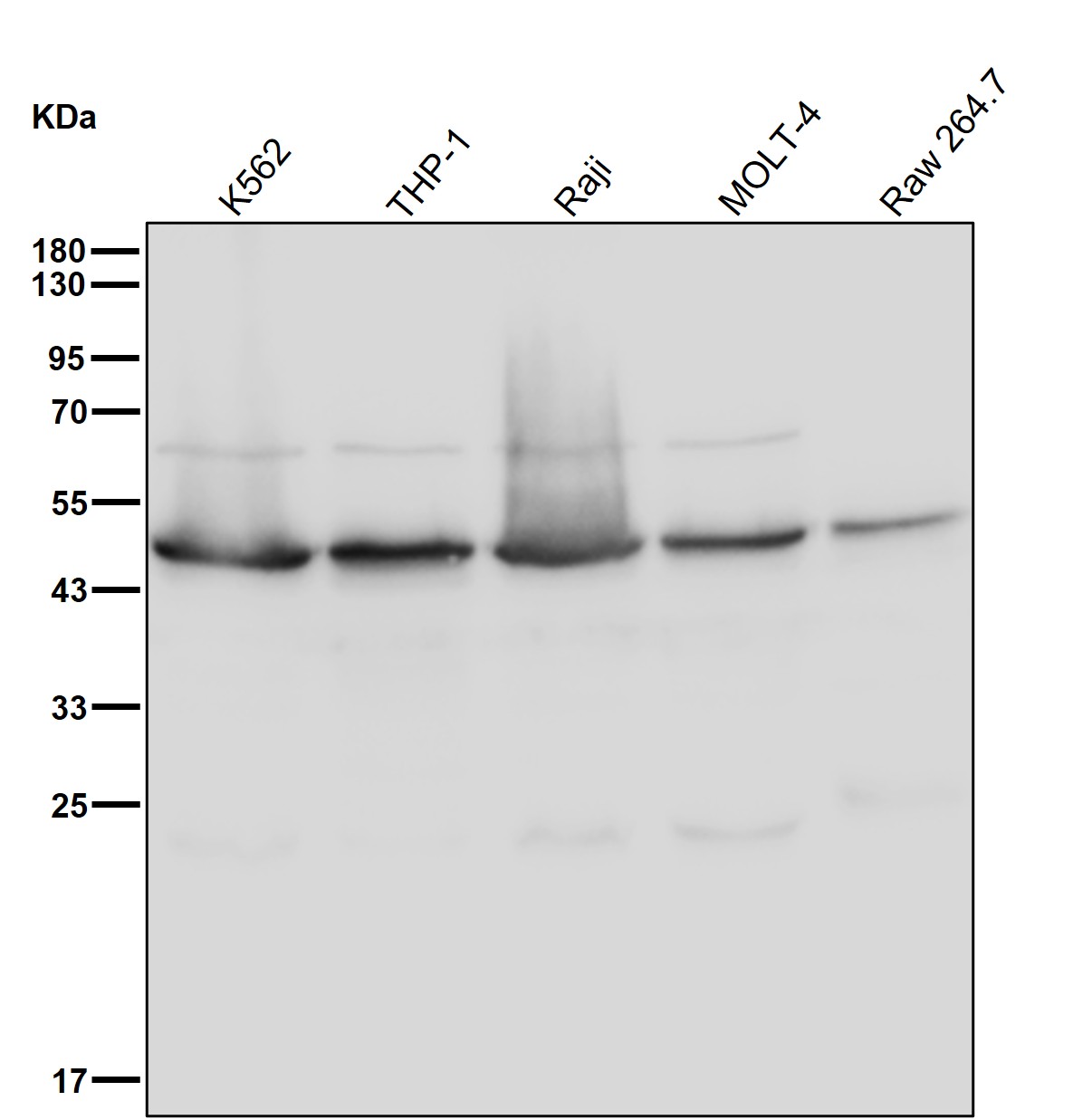 Actin like protein 6B Ab