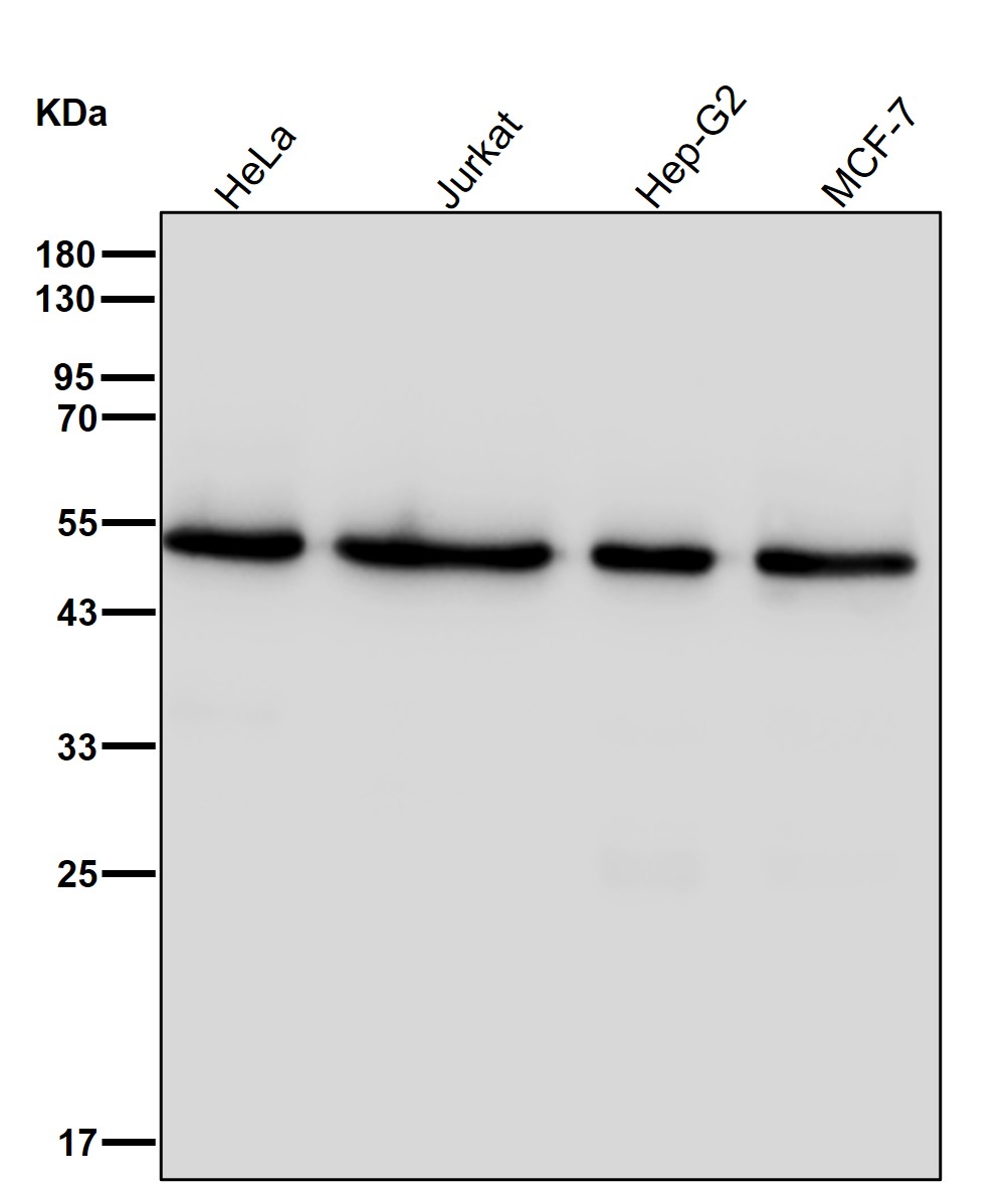 Actin like protein 6B Ab