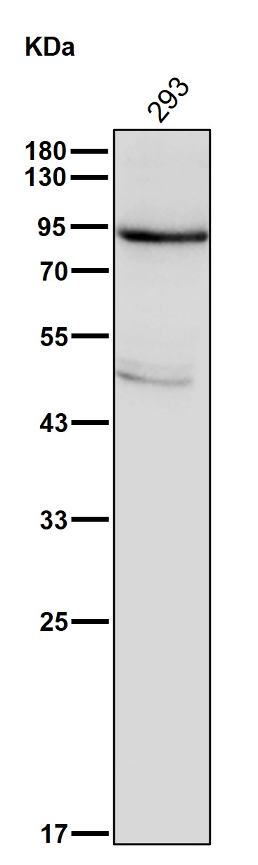 HOOK1 Ab