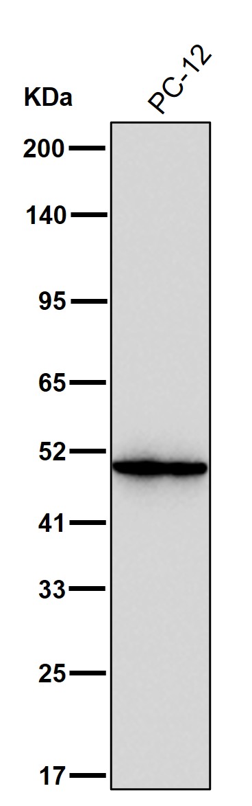PDIA6 Ab