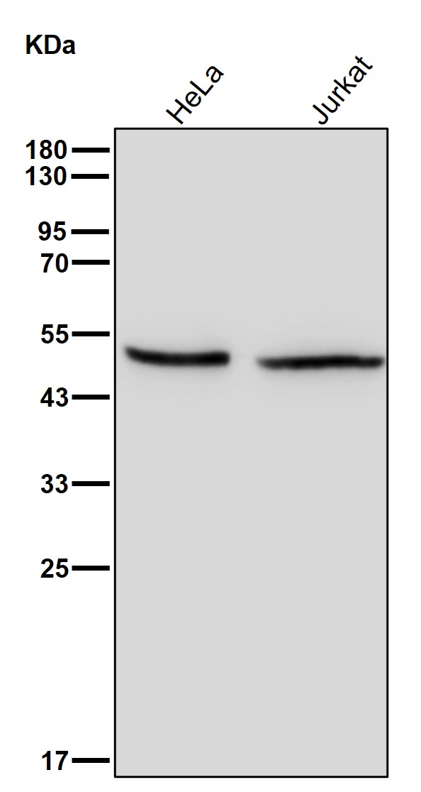 PDIA6 Ab