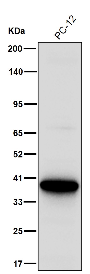 Annexin A1 Ab