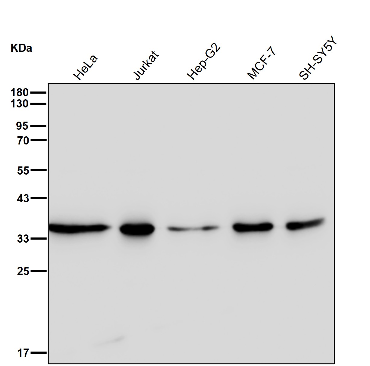 PEX19 Ab