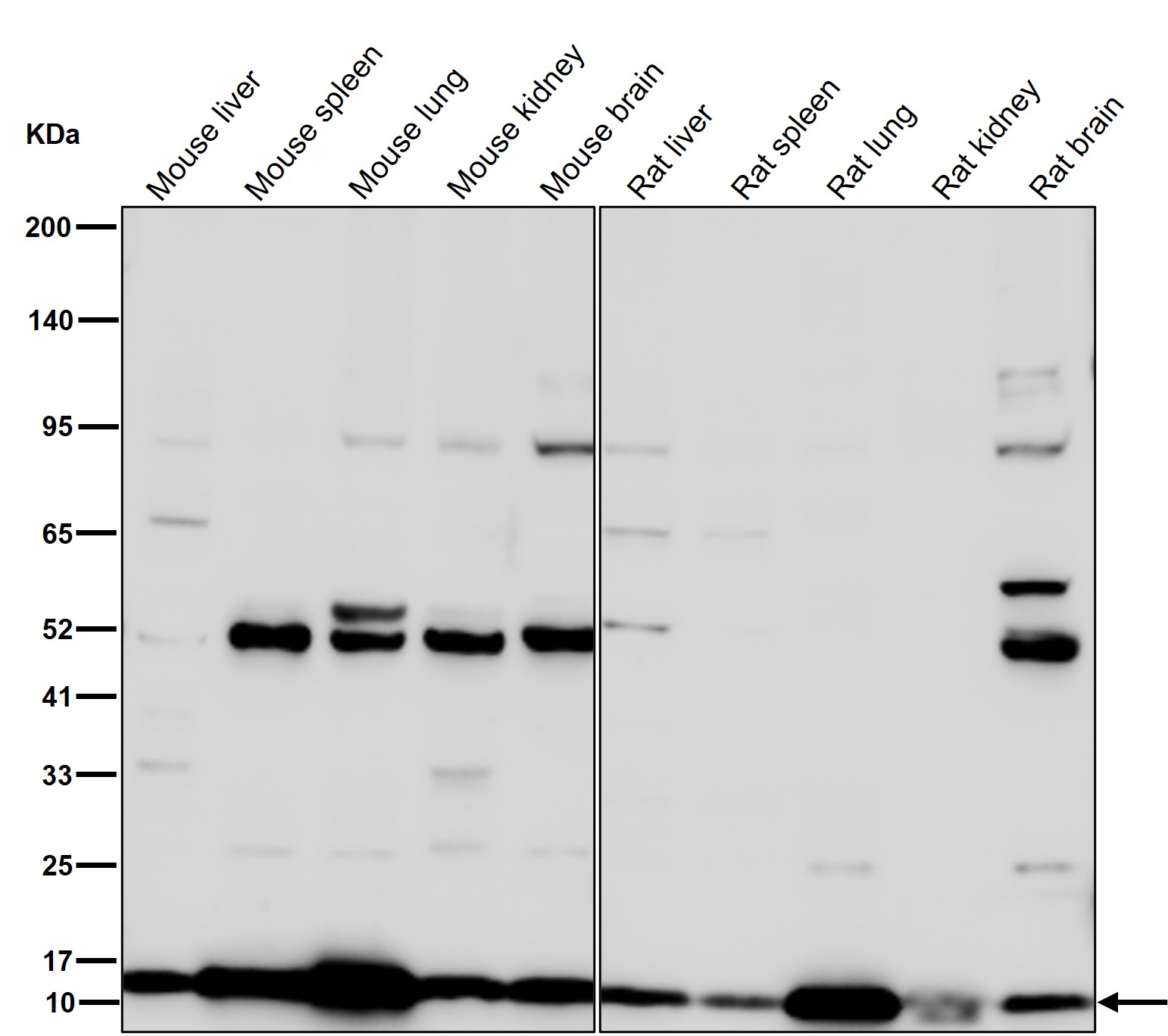 MYL1 Ab