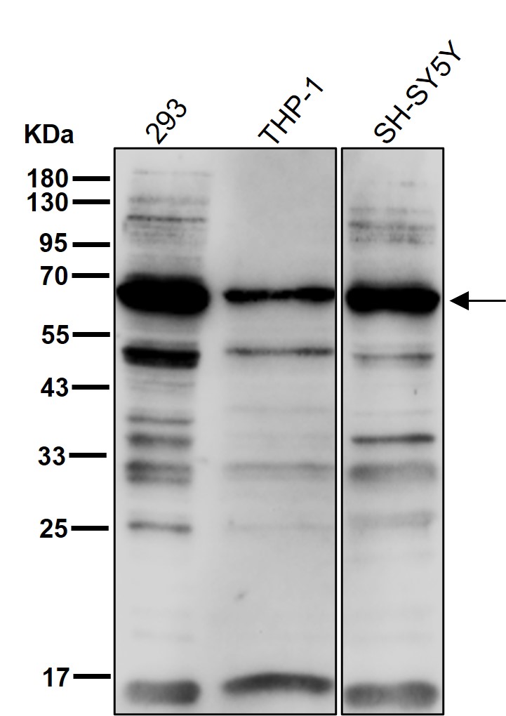 NCOA62 Ab