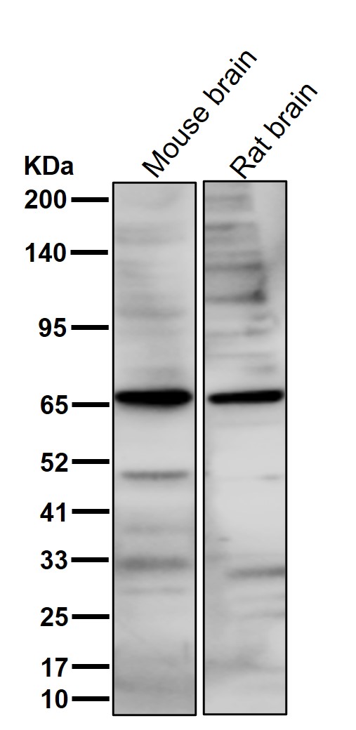 NCOA62 Ab