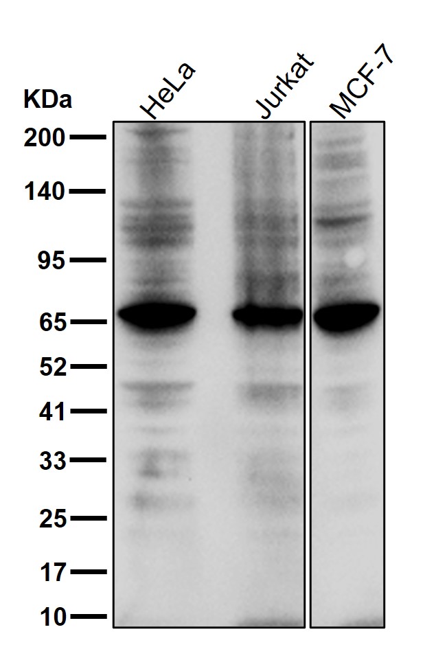 NCOA62 Ab