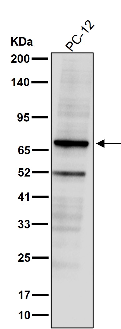 NCOA62 Ab