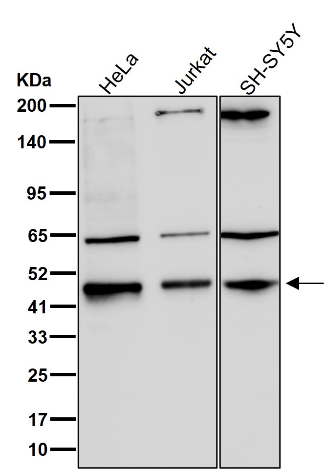 RBMS1 Ab