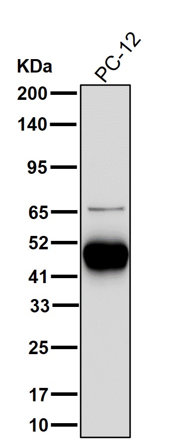 RBMS1 Ab