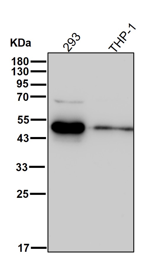 RBMS1 Ab