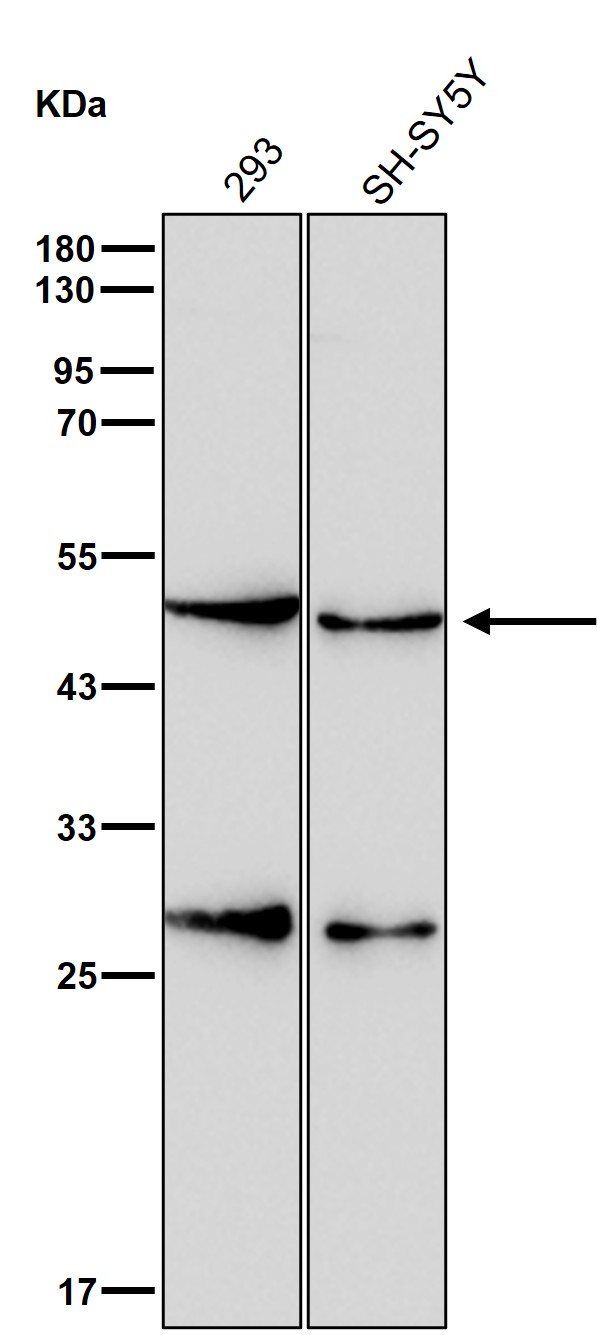 PSMC4 Ab