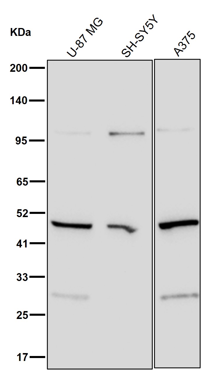 PSMC4 Ab