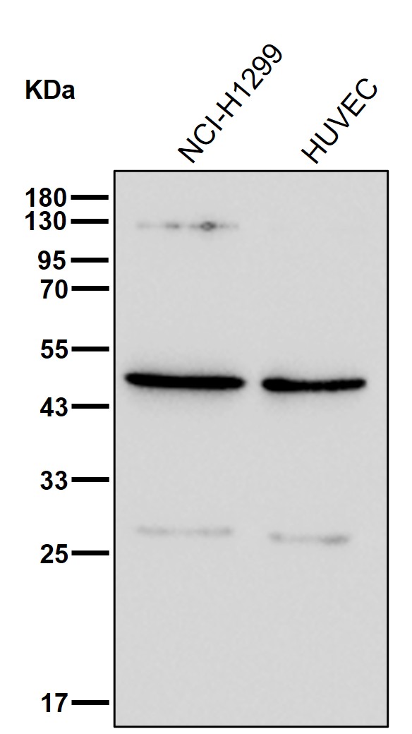 PSMC4 Ab
