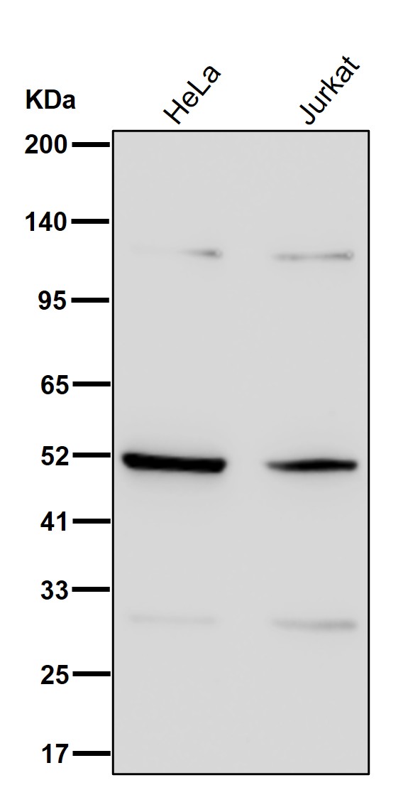 PSMC4 Ab
