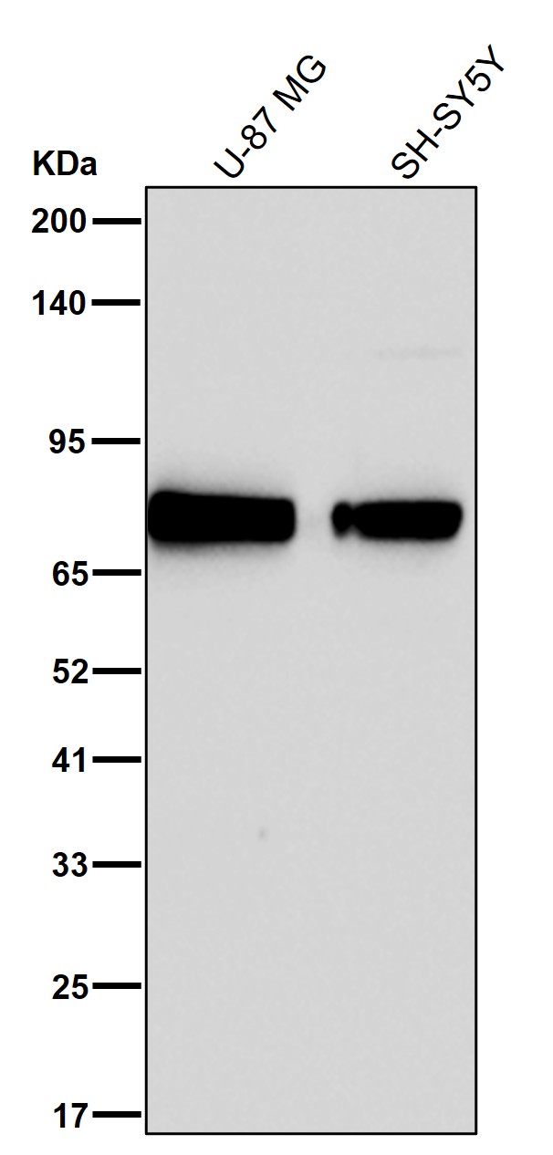 COX2 Ab