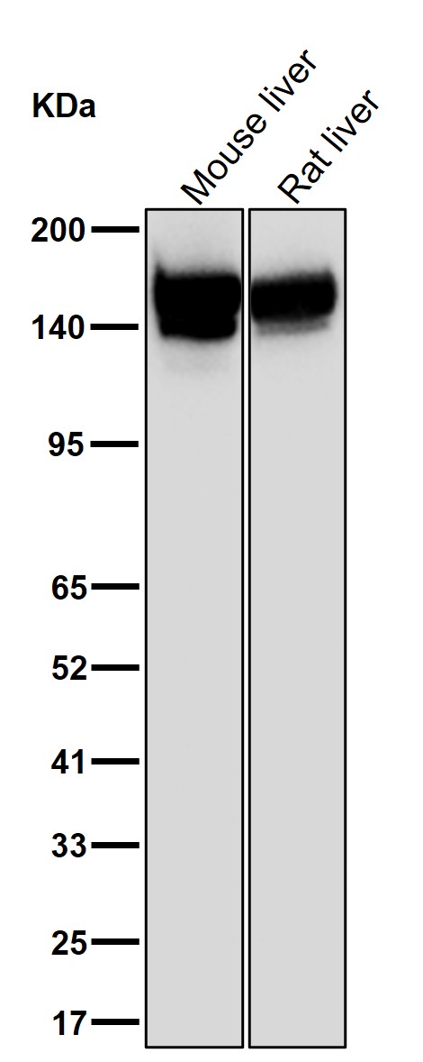 NUP160 Ab