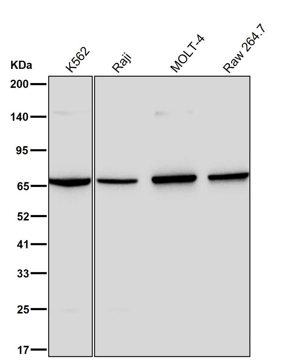 Phosphopentomutase Ab