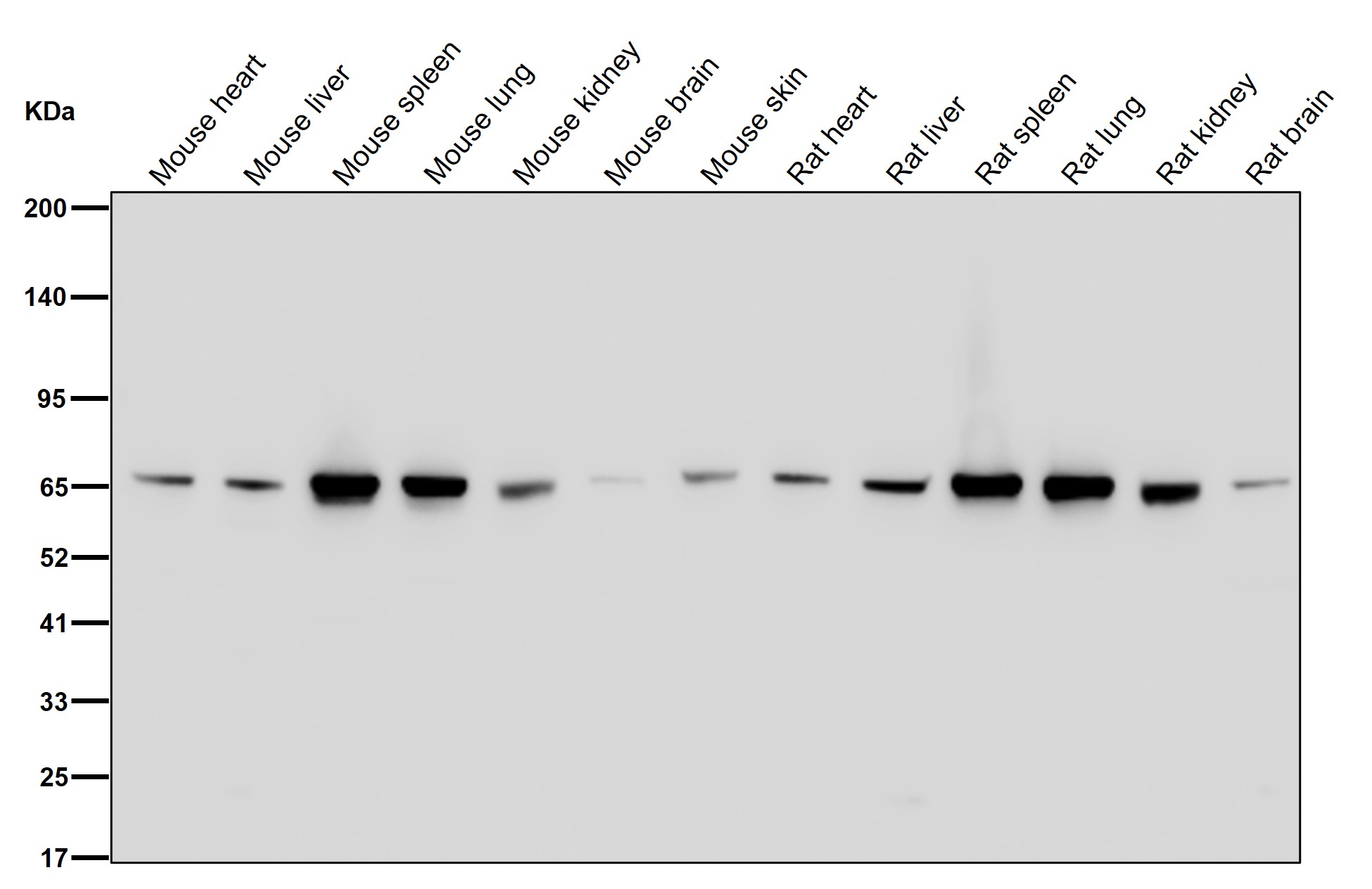 Phosphopentomutase Ab