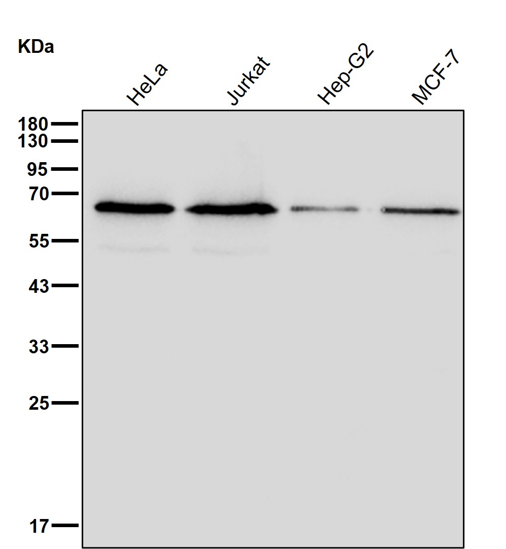 Phosphopentomutase Ab