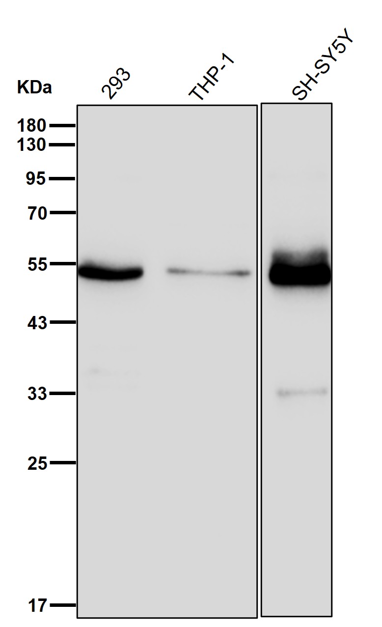 TOX3 Ab