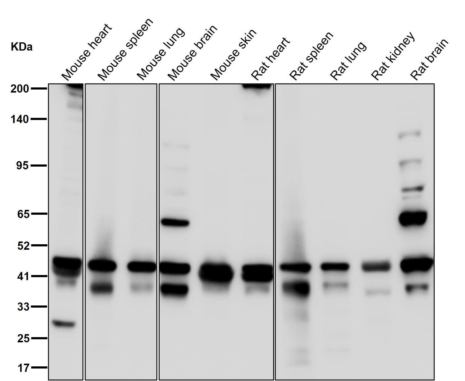 Cytohesin 1 Ab