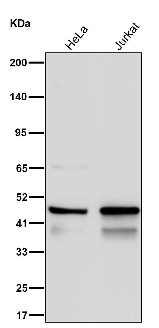 Cytohesin 1 Ab