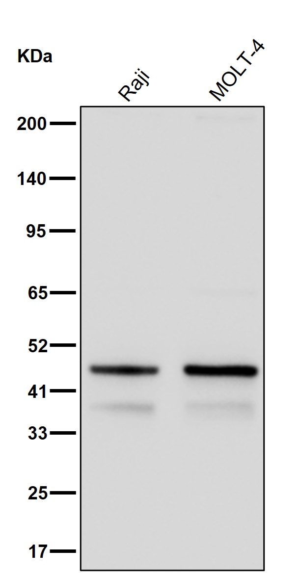 Cytohesin 1 Ab
